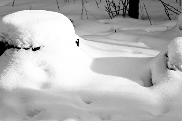 Crisp Snow
