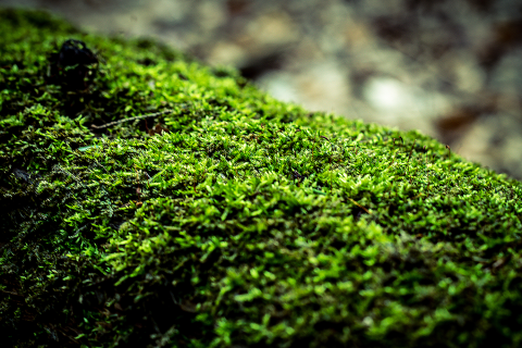 GreenMossBG