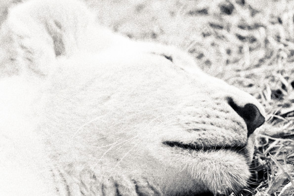 Sleeping Cat