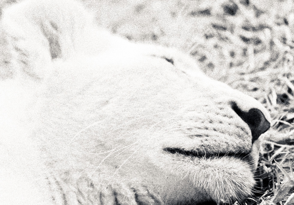 Sleeping Cat