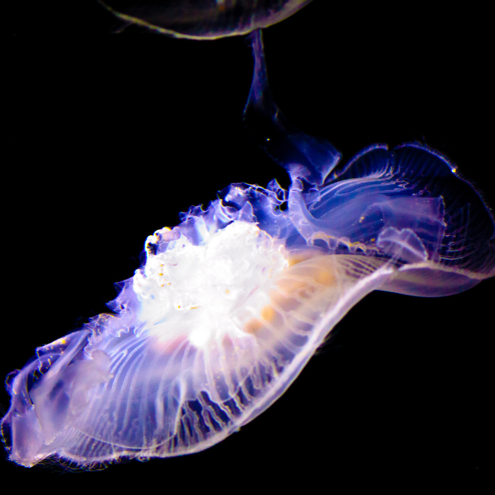 Jelly Monster