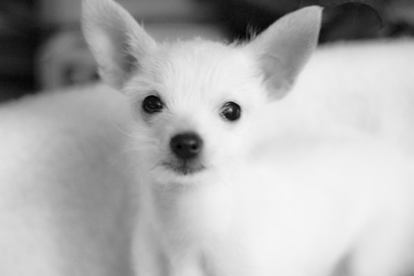 Barks