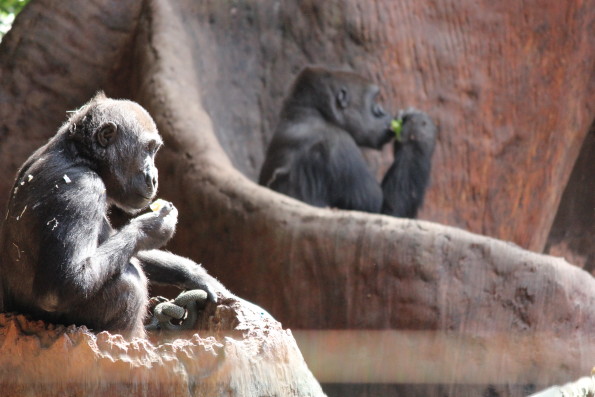 Not Monkey Business
