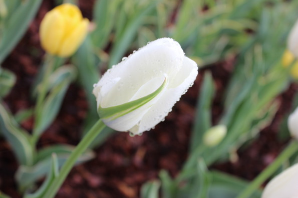 Flower With Dew