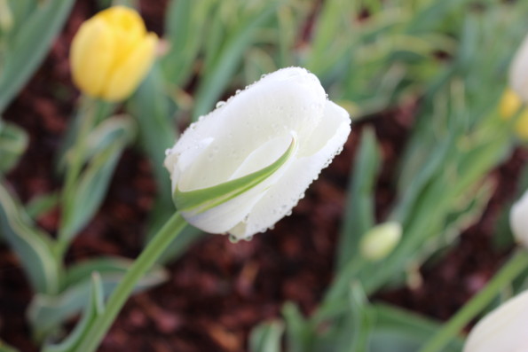 dew flower