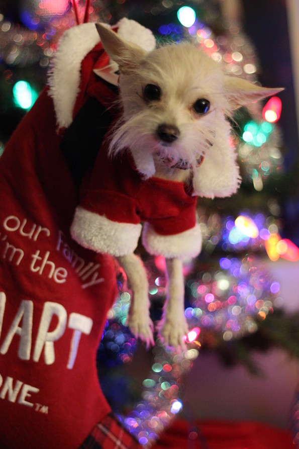 Santa's Little Helper