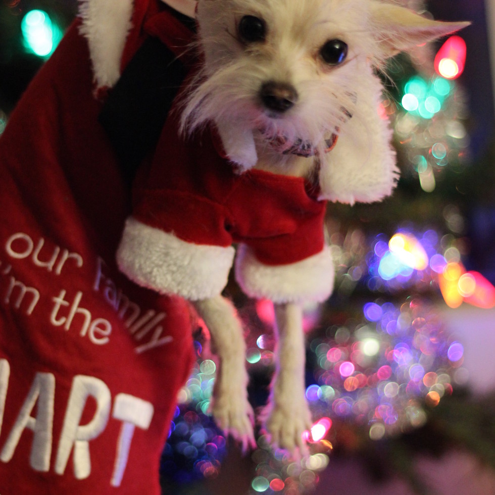 Santa's Little Helper