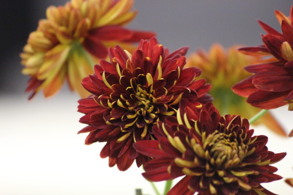 From Yellow to Red