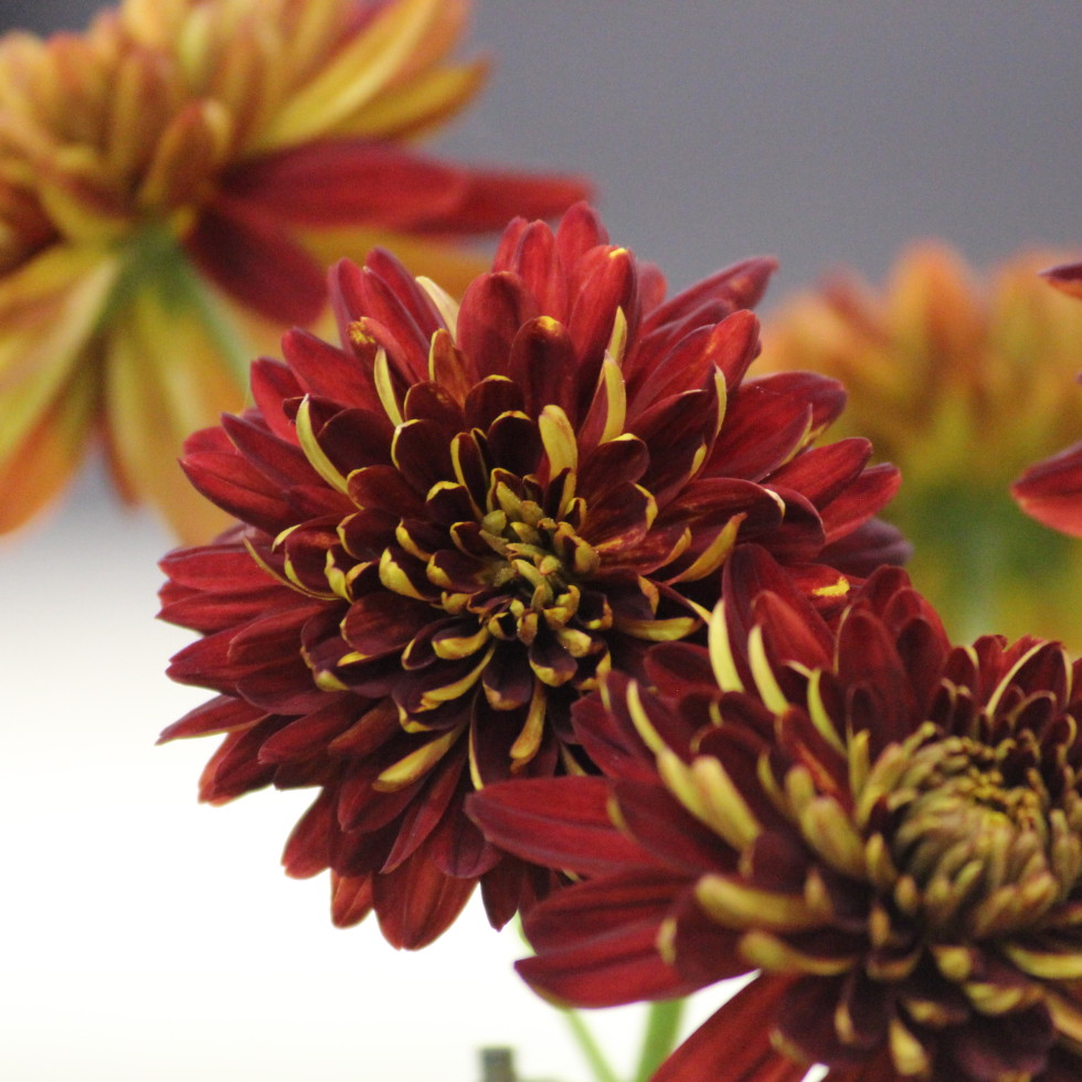 From Yellow to Red
